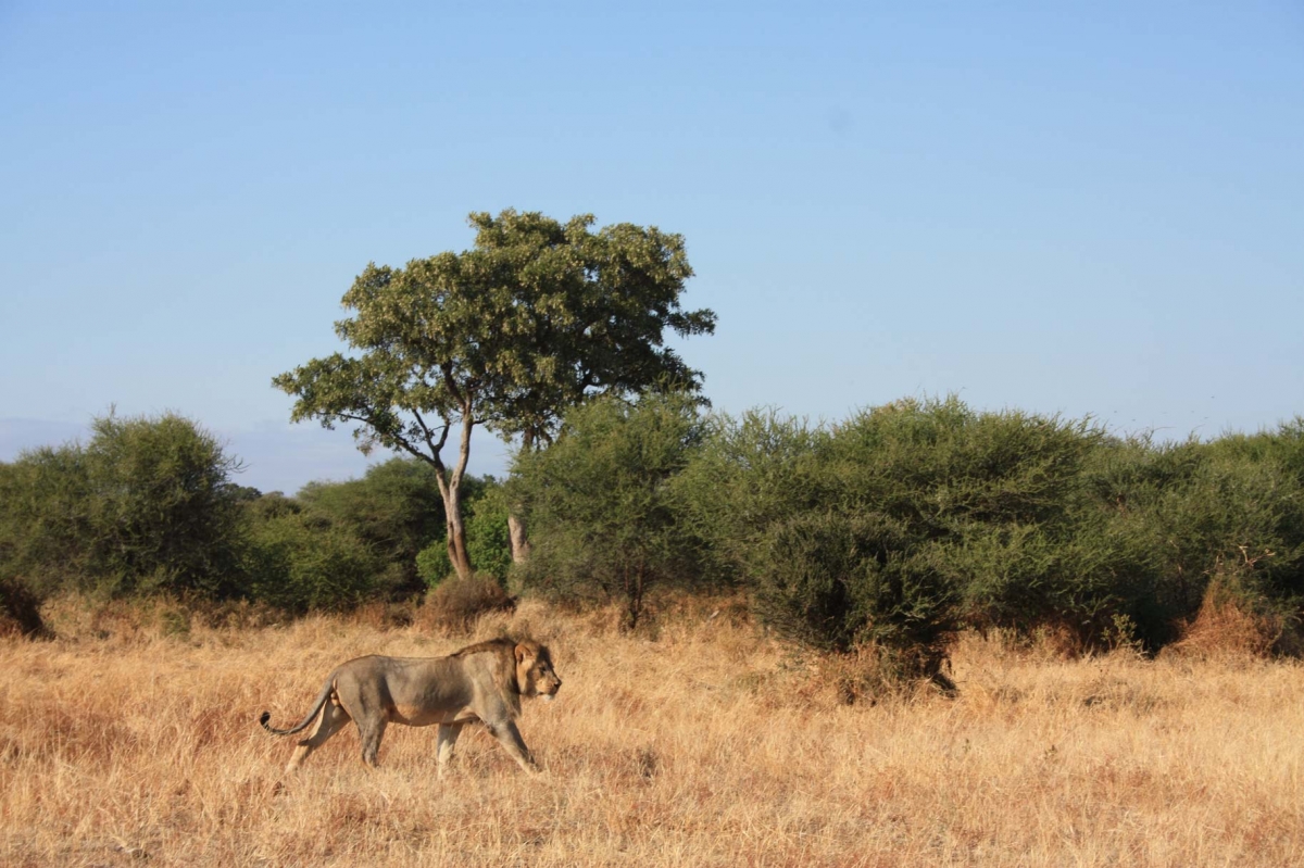 African Lions IMG_2753 